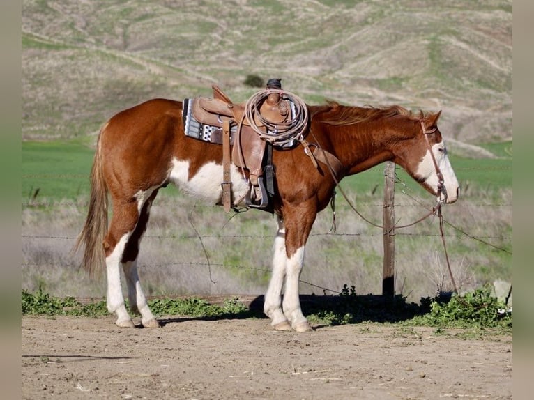American Paint Horse Caballo castrado 7 años 155 cm Overo-todas las-capas in King City CA