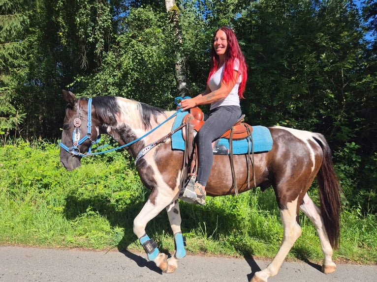 American Paint Horse Mestizo Caballo castrado 7 años 155 cm Pío in Linkenbach