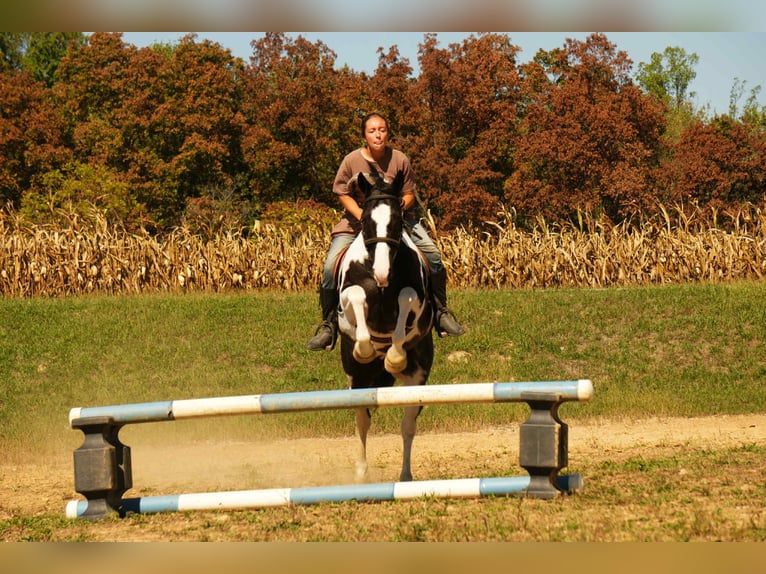 American Paint Horse Caballo castrado 7 años 155 cm Pío in Fresno