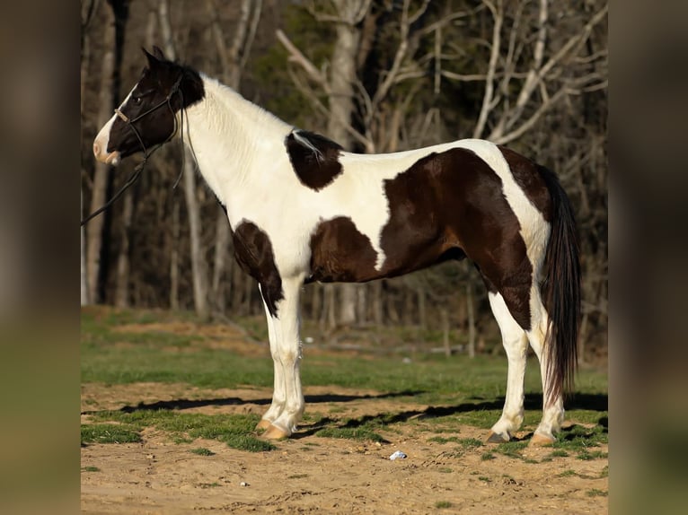 American Paint Horse Caballo castrado 7 años 155 cm Tobiano-todas las-capas in Hampshire TN
