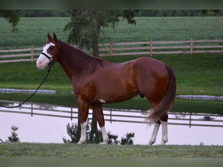 American Paint Horse Caballo castrado 7 años 157 cm Alazán rojizo in Lebanon