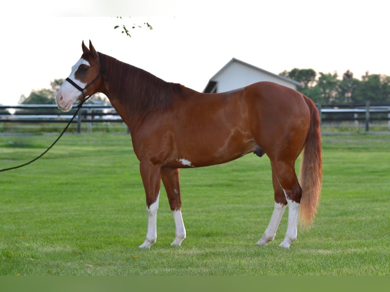 American Paint Horse Caballo castrado 7 años 157 cm Alazán rojizo in Lebanon