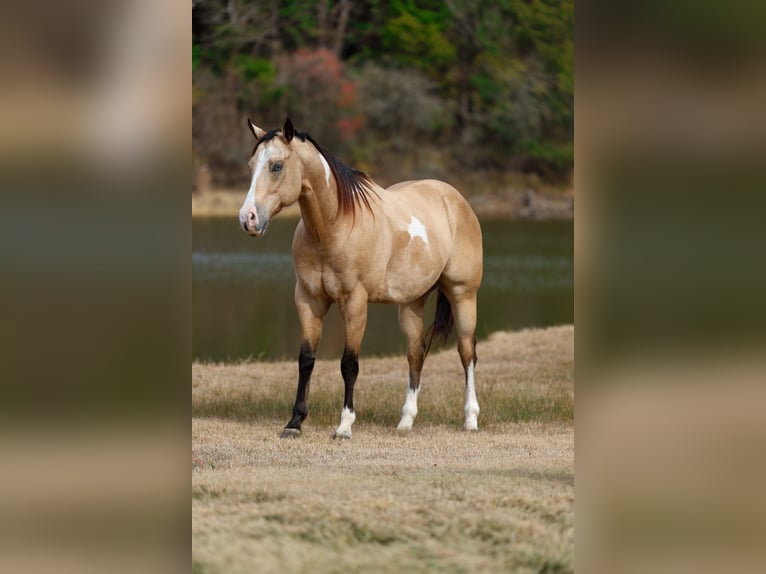 American Paint Horse Caballo castrado 7 años 157 cm Buckskin/Bayo in Forney