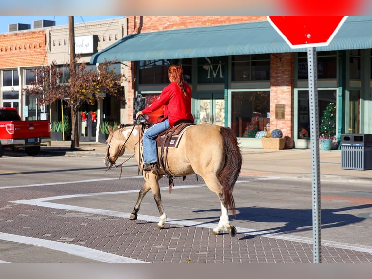 American Paint Horse Caballo castrado 7 años 157 cm Buckskin/Bayo in Forney