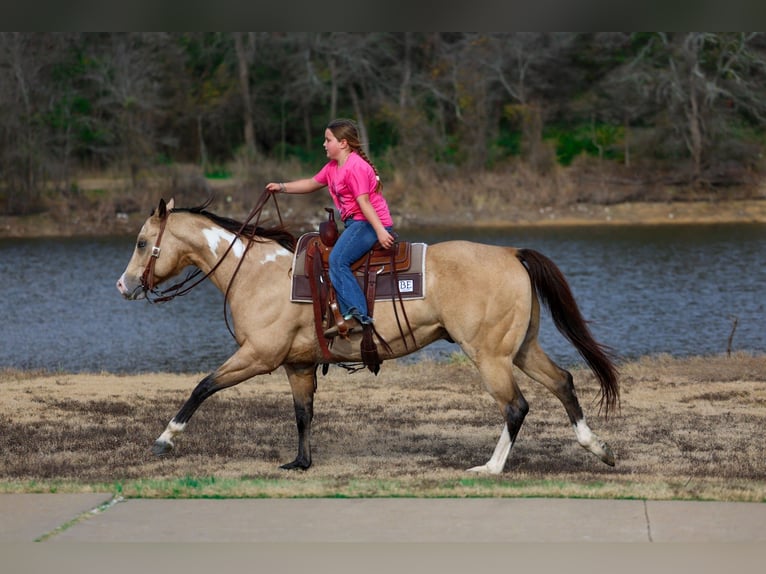 American Paint Horse Caballo castrado 7 años 157 cm Buckskin/Bayo in Forney