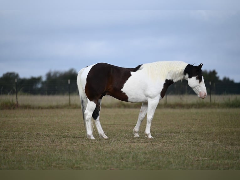 American Paint Horse Caballo castrado 7 años 157 cm in Mount Vernon, TX