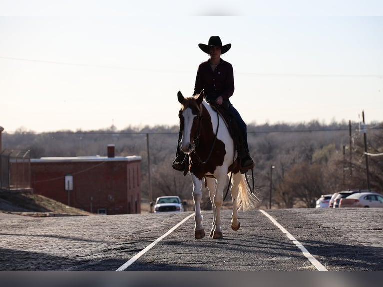 American Paint Horse Caballo castrado 7 años 157 cm Pío in Ripley