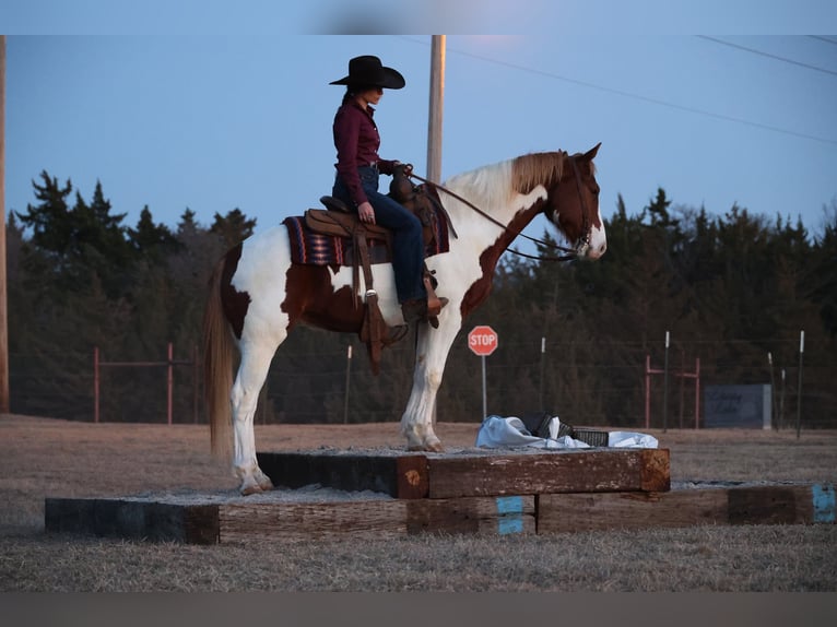 American Paint Horse Caballo castrado 7 años 157 cm Pío in Ripley