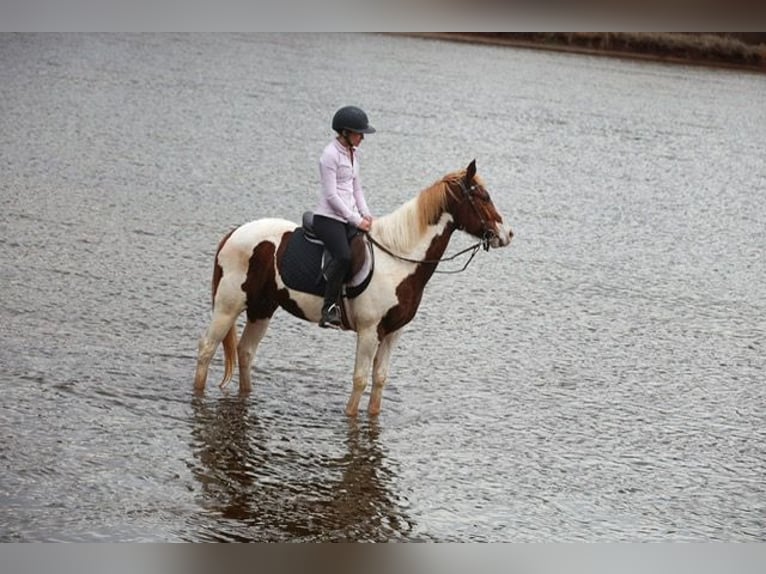 American Paint Horse Caballo castrado 7 años 157 cm Pío in Ripley