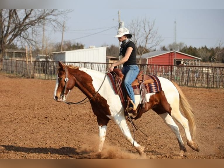 American Paint Horse Caballo castrado 7 años 157 cm Pío in Ripley