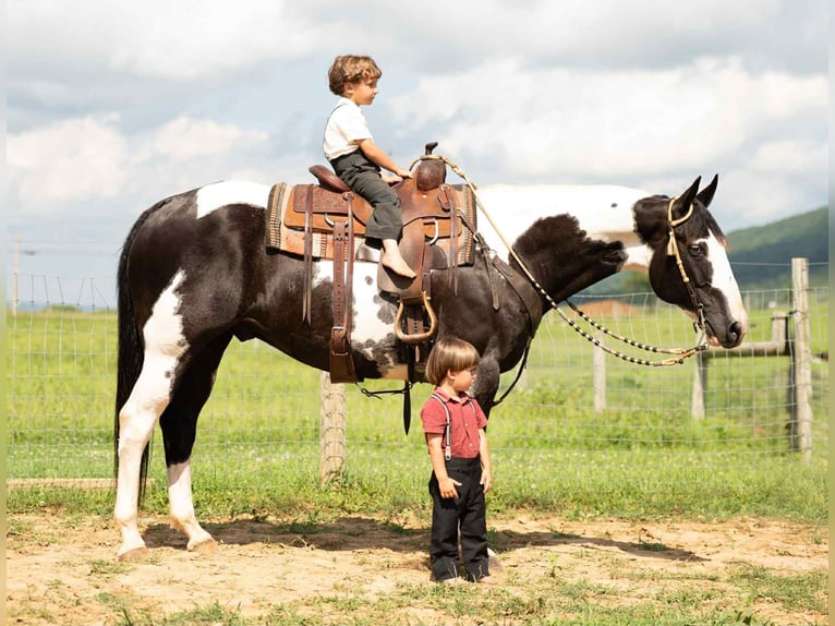 American Paint Horse Mestizo Caballo castrado 7 años 160 cm in Rebersburg, PA