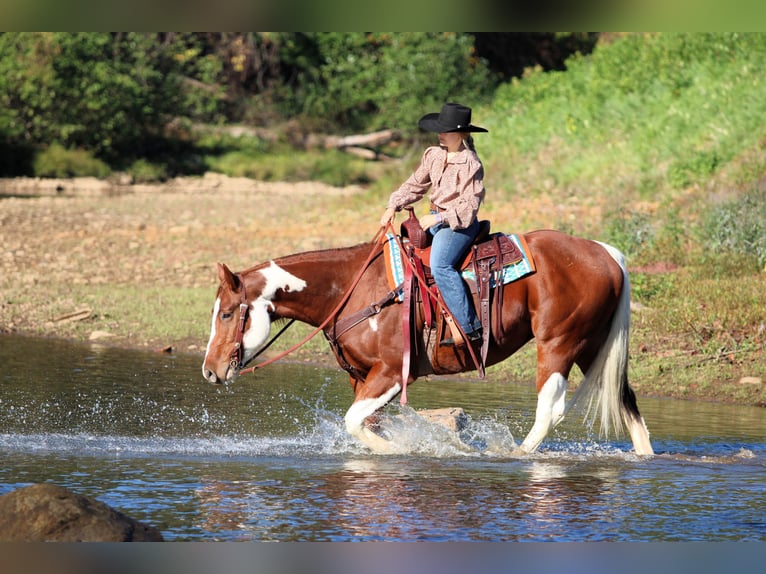 American Paint Horse Caballo castrado 7 años 160 cm Pío in Clarion