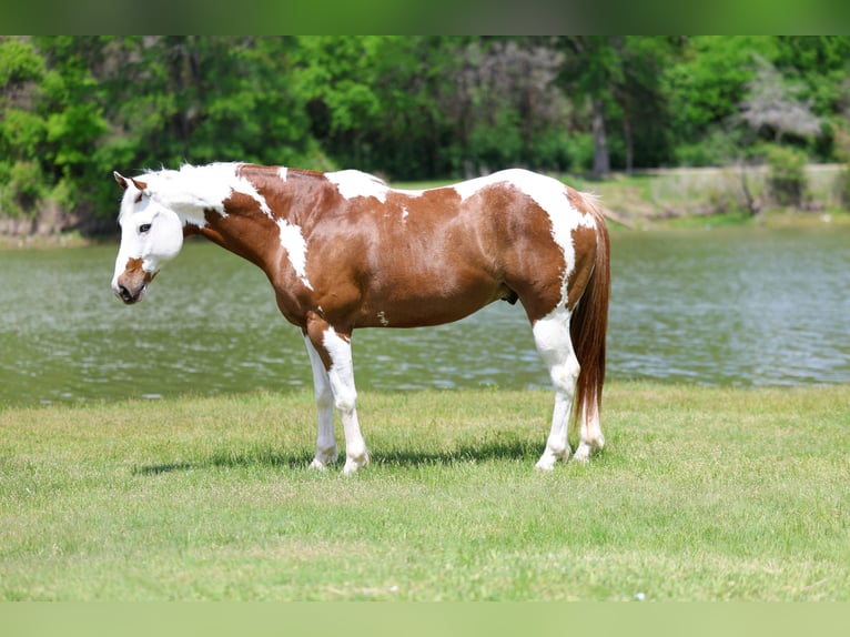 American Paint Horse Caballo castrado 7 años Alazán rojizo in Terrell