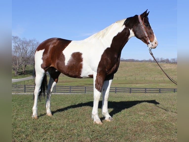 American Paint Horse Caballo castrado 7 años Castaño rojizo in Corbin