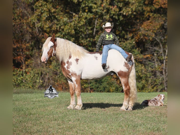 American Paint Horse Caballo castrado 7 años Overo-todas las-capas in Mount Vernon, KY
