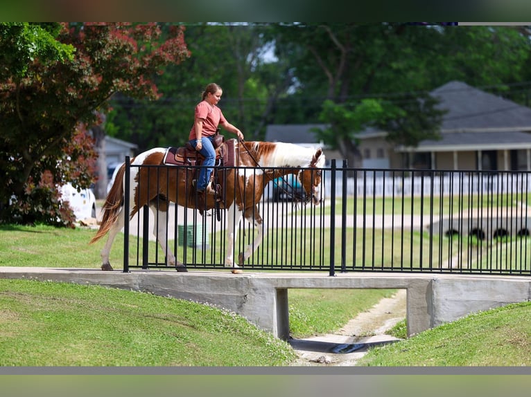 American Paint Horse Caballo castrado 7 años Pío in Forney
