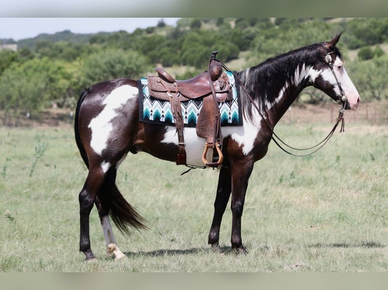American Paint Horse Caballo castrado 7 años Pío in Mineral Wells