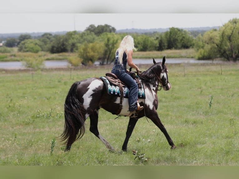 American Paint Horse Caballo castrado 7 años Pío in Mineral Wells