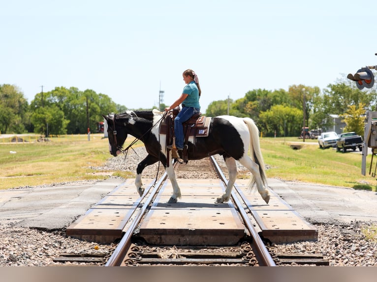 American Paint Horse Mestizo Caballo castrado 7 años Pío in Terrell