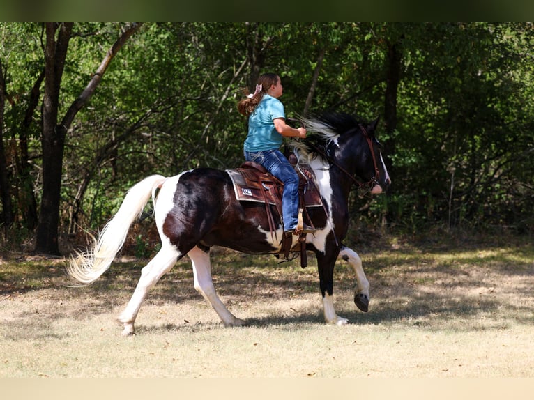 American Paint Horse Mestizo Caballo castrado 7 años Pío in Terrell