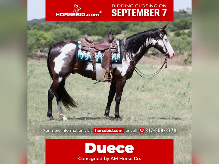 American Paint Horse Caballo castrado 7 años Pío in Mineral Wells