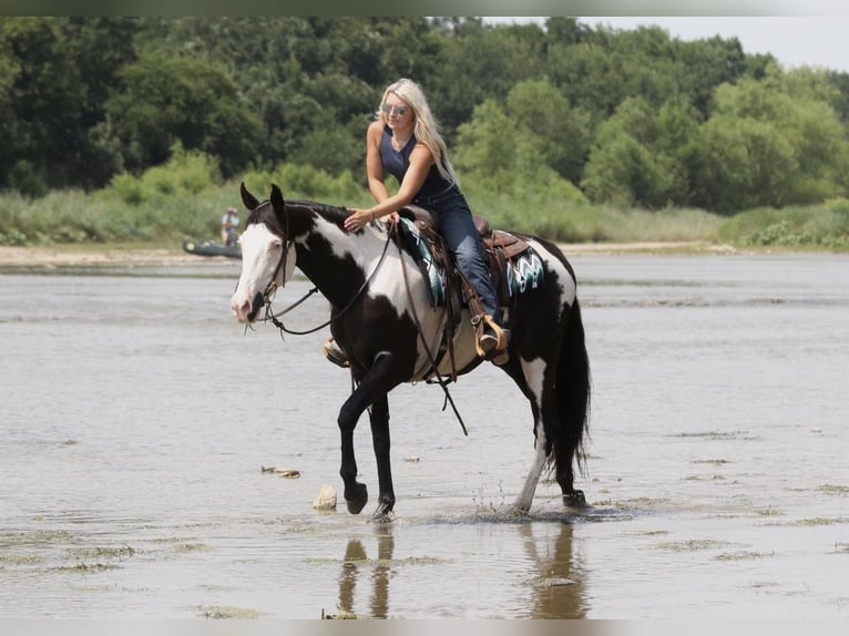 American Paint Horse Caballo castrado 7 años Pío in Mineral Wells