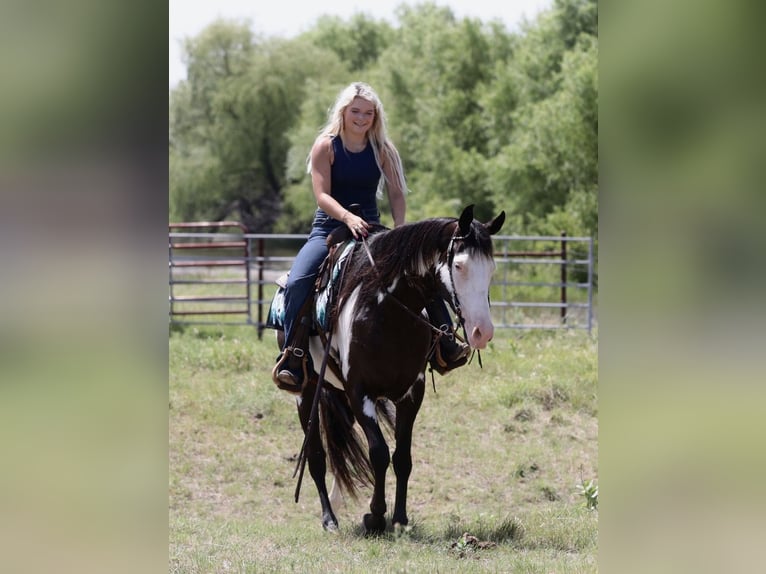 American Paint Horse Caballo castrado 7 años Pío in Mineral Wells