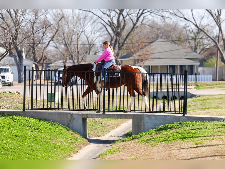 American Paint Horse Caballo castrado 7 años Tobiano-todas las-capas in Forney