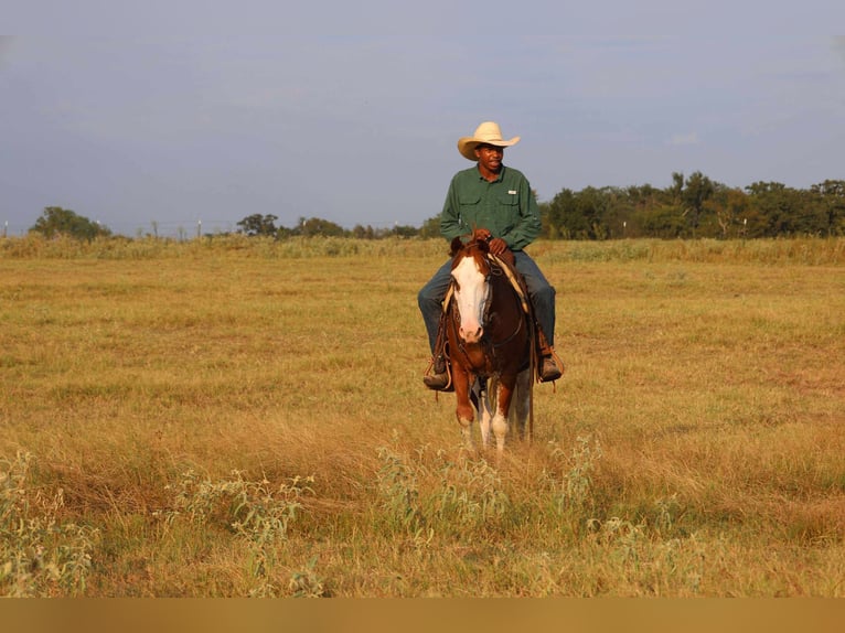 American Paint Horse Caballo castrado 8 años 142 cm in Mount Vernon, TX