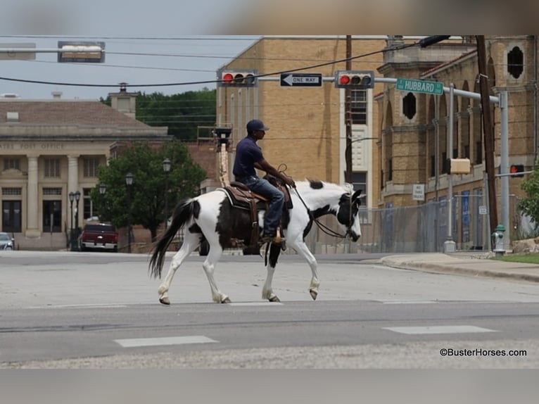 American Paint Horse Caballo castrado 8 años 145 cm Tobiano-todas las-capas in Weatherford TX