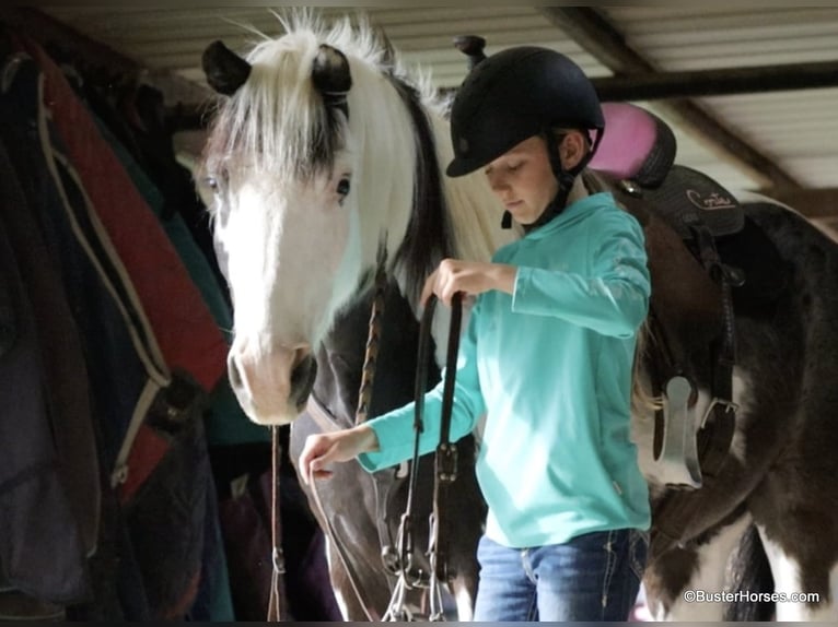 American Paint Horse Caballo castrado 8 años 145 cm Tobiano-todas las-capas in Weatherford TX