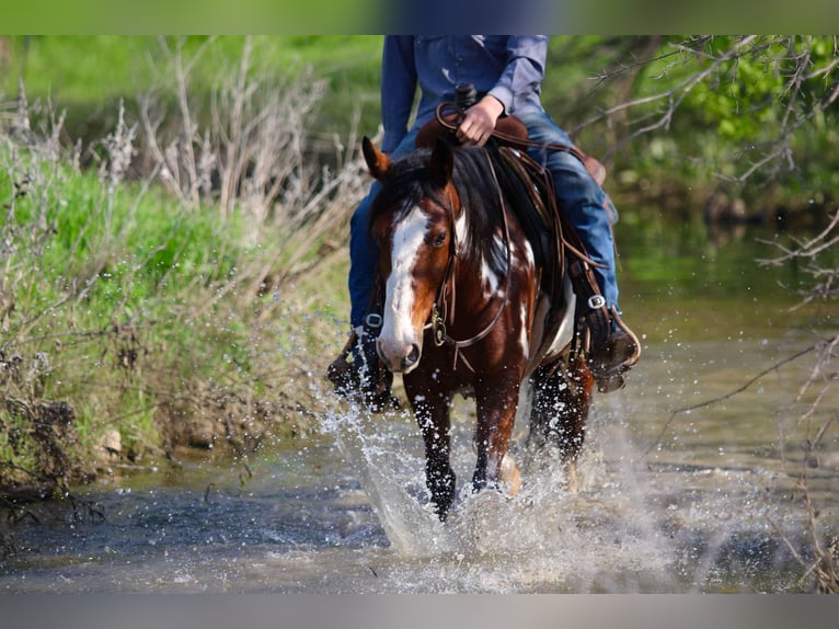 American Paint Horse Caballo castrado 8 años 147 cm Overo-todas las-capas in Stephenville TX