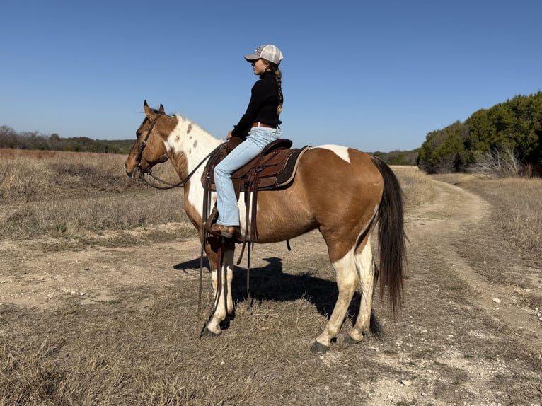 American Paint Horse Caballo castrado 8 años 147 cm Pío in Cleburne