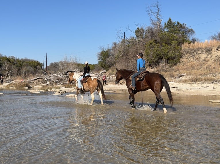 American Paint Horse Caballo castrado 8 años 147 cm Pío in Cleburne