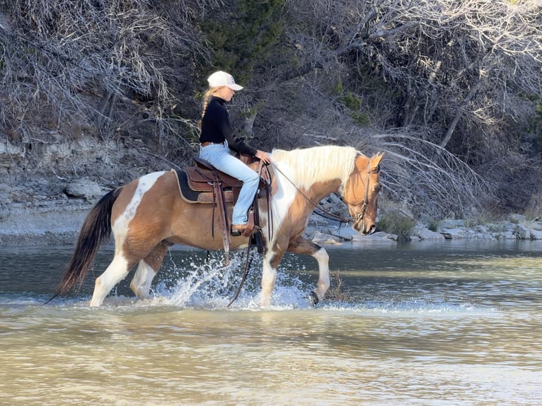 American Paint Horse Caballo castrado 8 años 147 cm Pío in Cleburne