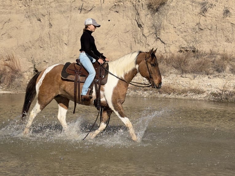 American Paint Horse Caballo castrado 8 años 147 cm Pío in Cleburne