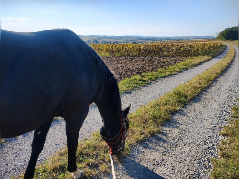 American Paint Horse Caballo castrado 8 años 148 cm Negro in Klein Harras