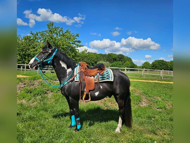American Paint Horse Caballo castrado 8 años 150 cm Overo-todas las-capas in Linkenbach