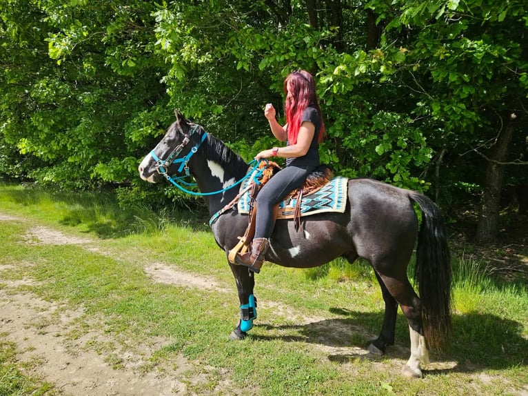 American Paint Horse Caballo castrado 8 años 150 cm Overo-todas las-capas in Linkenbach
