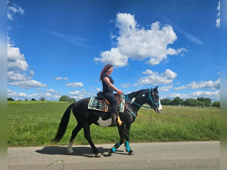 American Paint Horse Caballo castrado 8 años 150 cm Overo-todas las-capas in Linkenbach
