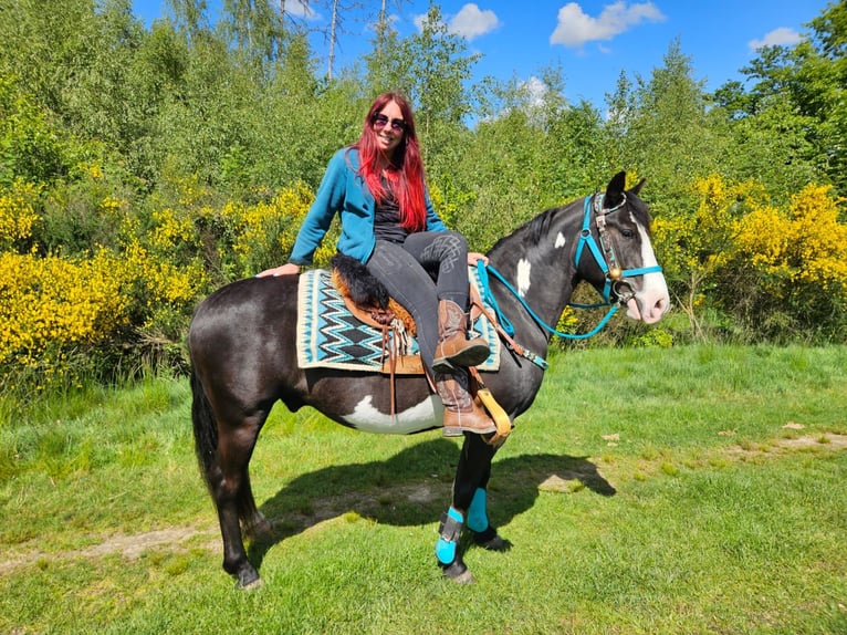 American Paint Horse Caballo castrado 8 años 150 cm Overo-todas las-capas in Linkenbach