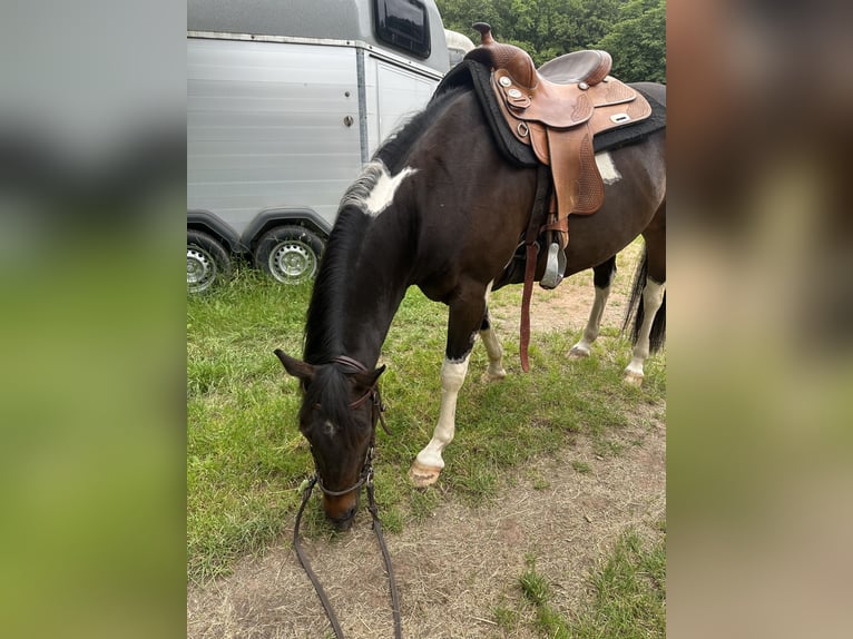 American Paint Horse Caballo castrado 8 años 150 cm Pío in Ramstein-Miesenbach