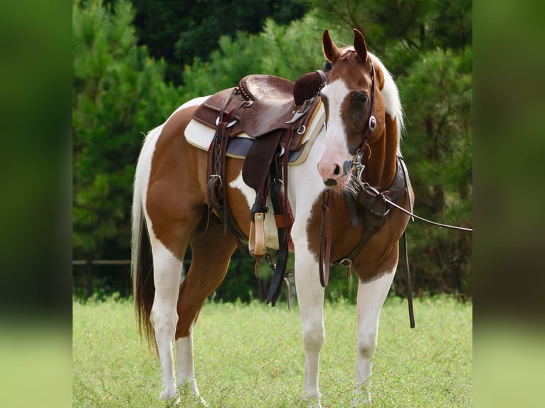 American Paint Horse Caballo castrado 8 años 150 cm Tobiano-todas las-capas in Willis Point TX
