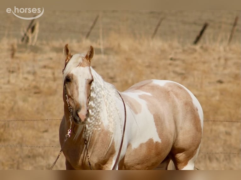 American Paint Horse Caballo castrado 8 años 152 cm Palomino in Tres Pinos