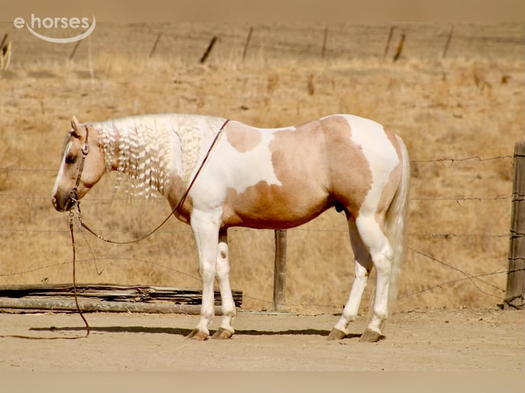 American Paint Horse Caballo castrado 8 años 152 cm Palomino in Tres Pinos