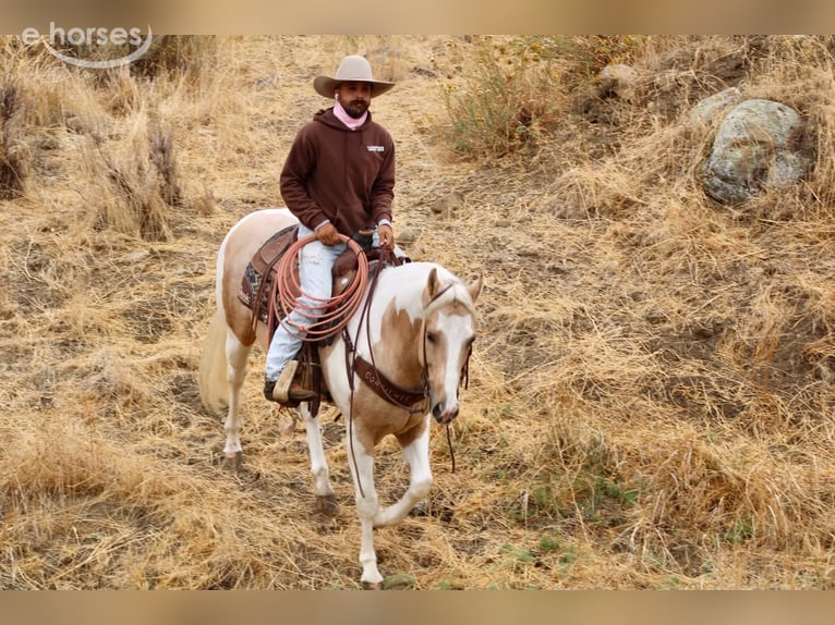 American Paint Horse Caballo castrado 8 años 152 cm Palomino in Tres Pinos