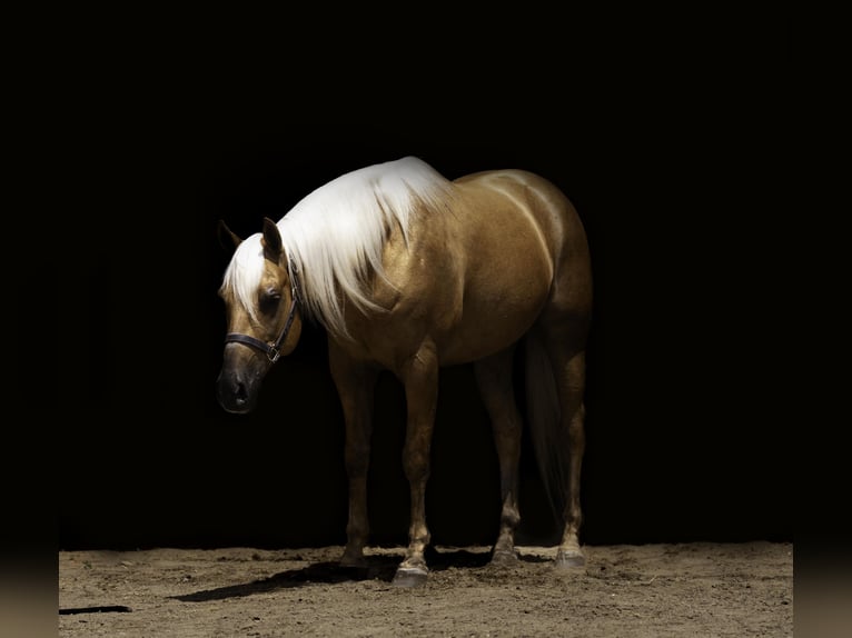 American Paint Horse Caballo castrado 8 años 152 cm Palomino in Nevis