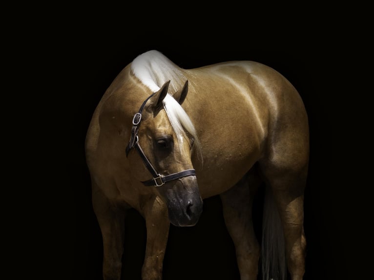 American Paint Horse Caballo castrado 8 años 152 cm Palomino in Nevis