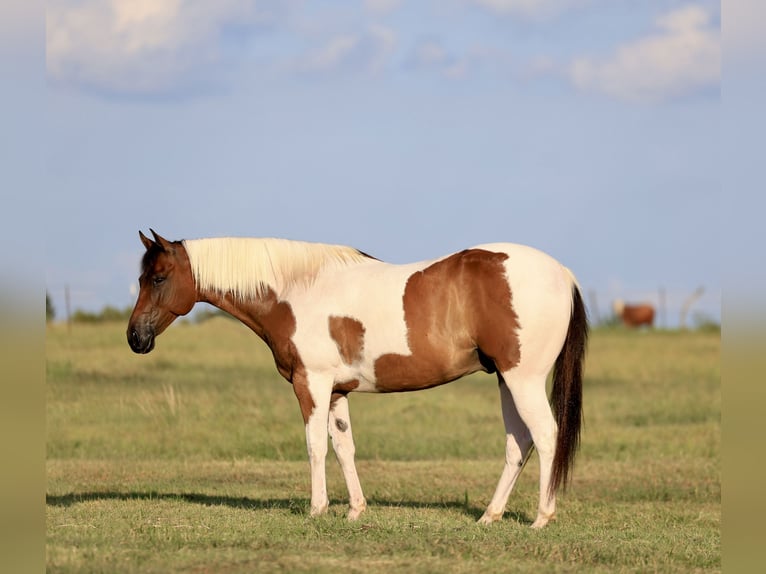 American Paint Horse Caballo castrado 8 años 152 cm Pío in Mount Vernon