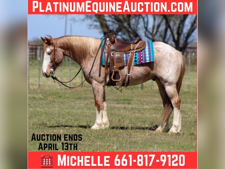 American Paint Horse Caballo castrado 8 años 152 cm Ruano alazán in Stephenville TX